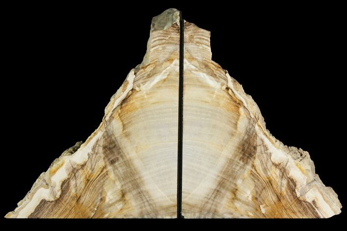 Petrified Wood Bookends - Oregon #141086